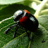 Red Shouldered Leaf Beetle