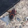 Maple Bug