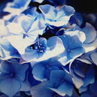 Hydrangea