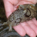 Spotted sea hare