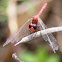 Wandering Percher Dragonflies