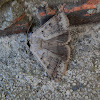 Pantydia Moth (Noctuid)