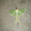 Moon Moth