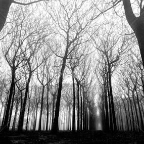 Dawn fogged by Cheryl Waring - Landscapes Forests