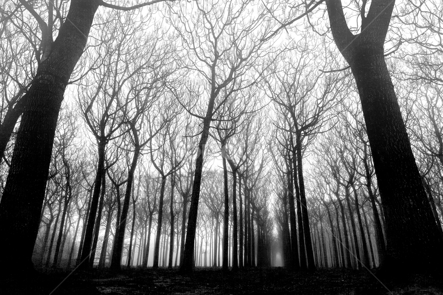 Dawn fogged by Cheryl Waring - Landscapes Forests