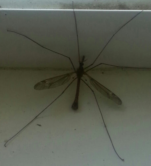Mosquito hunter deals