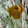 Moth - Callidulidae