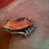 Fungoid frog