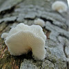 Fungi~