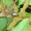 Potato Leaf Beetle