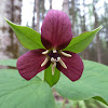 Trille dressé Ill-scented Trillium