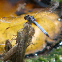 Blue Dasher Dragonfly and a dragonfly Exuvia