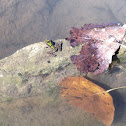 Northern Cricket Frog