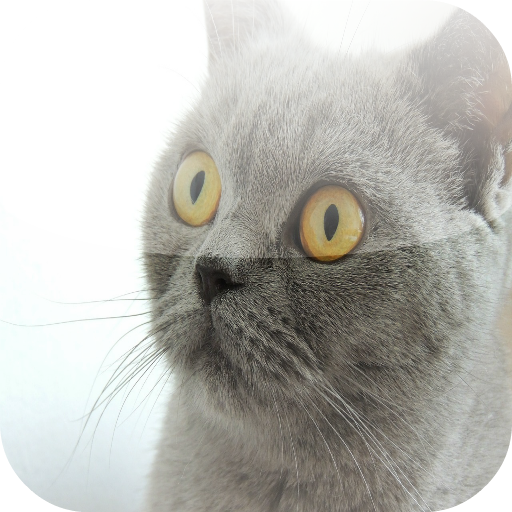 British Shorthair LWP LOGO-APP點子