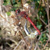 Libelulas de la laguna de Ontalafia (Albacete, SPAIN)