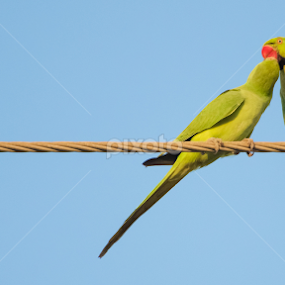 Sweet Kiss by Ani Das - Animals Birds