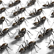 Ants