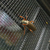 Ember beetle