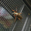Ember beetle