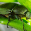 Coconut Rhinoceros Beetle