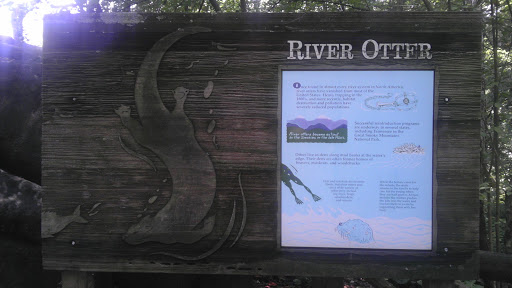 River Otters at Knoxville Zoo