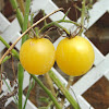 'Italian Ice' Cherry tomato
