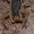 Giant desert hairy scorpion