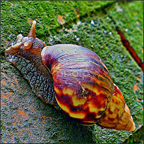 Turbo by Paul Agraviador - Animals Other Mammals