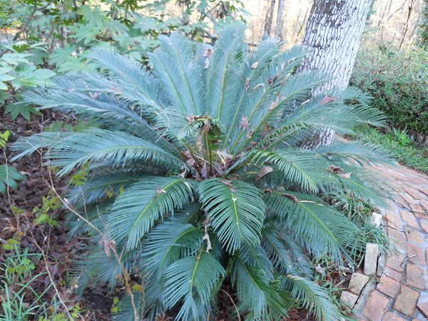 Cycas female Project Noah