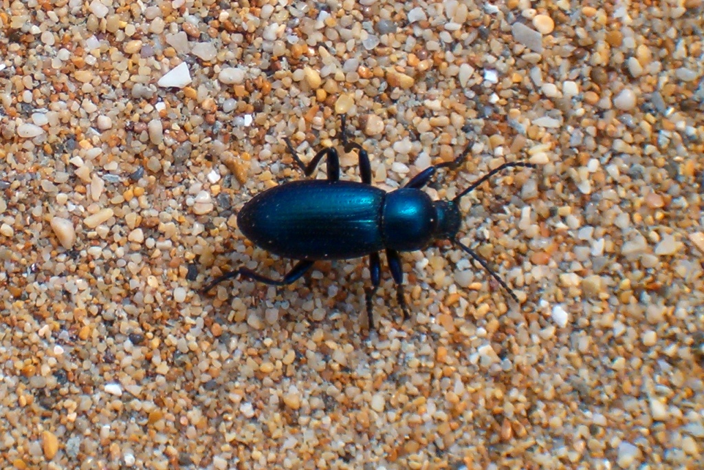 Blue Raiboscelis Darkling beetle