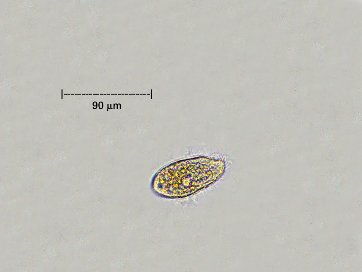 Ciliated Protozoan