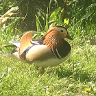 Mandarin Duck