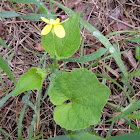 Downy Yellow Violet