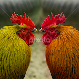                      TWINS by Gjunior Photographer -  