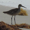 Willet