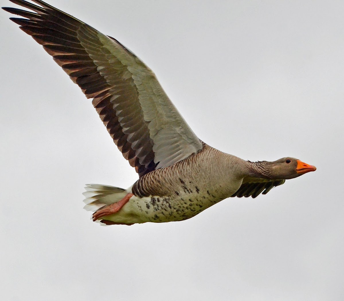 Greylag Goose - Grágæs