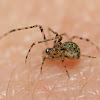 Theridion spider