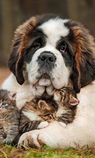 Best Dogs Wallpapers Screenshots 4