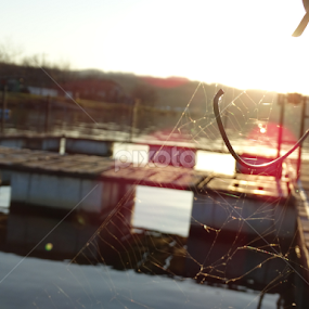 Spiders web by Marija Mitrović - Nature Up Close Webs
