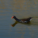 Polla de agua (Common Moorhen)