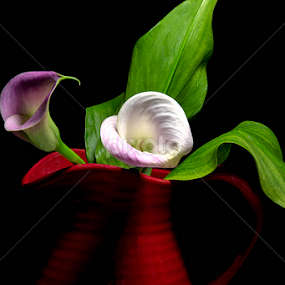 by Nancie Rowan - Flowers Flower Arangements