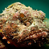 Spotted Scorpionfish