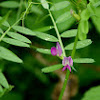 Narrow-leaved Vetch