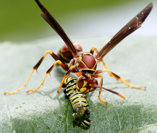 Project noah essay image