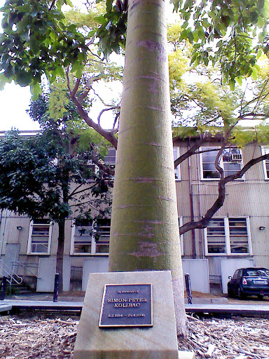 Simon-Peter Kolibac Memorial Tree