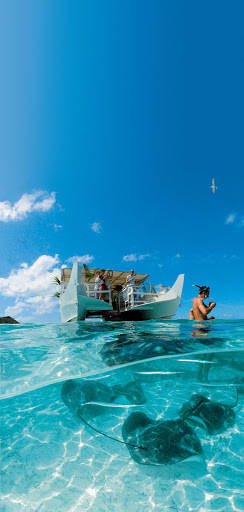 catamaran_rays - A ballet of sting rays in a Bora Bora lagoon during a Paul Gauguin cruise.