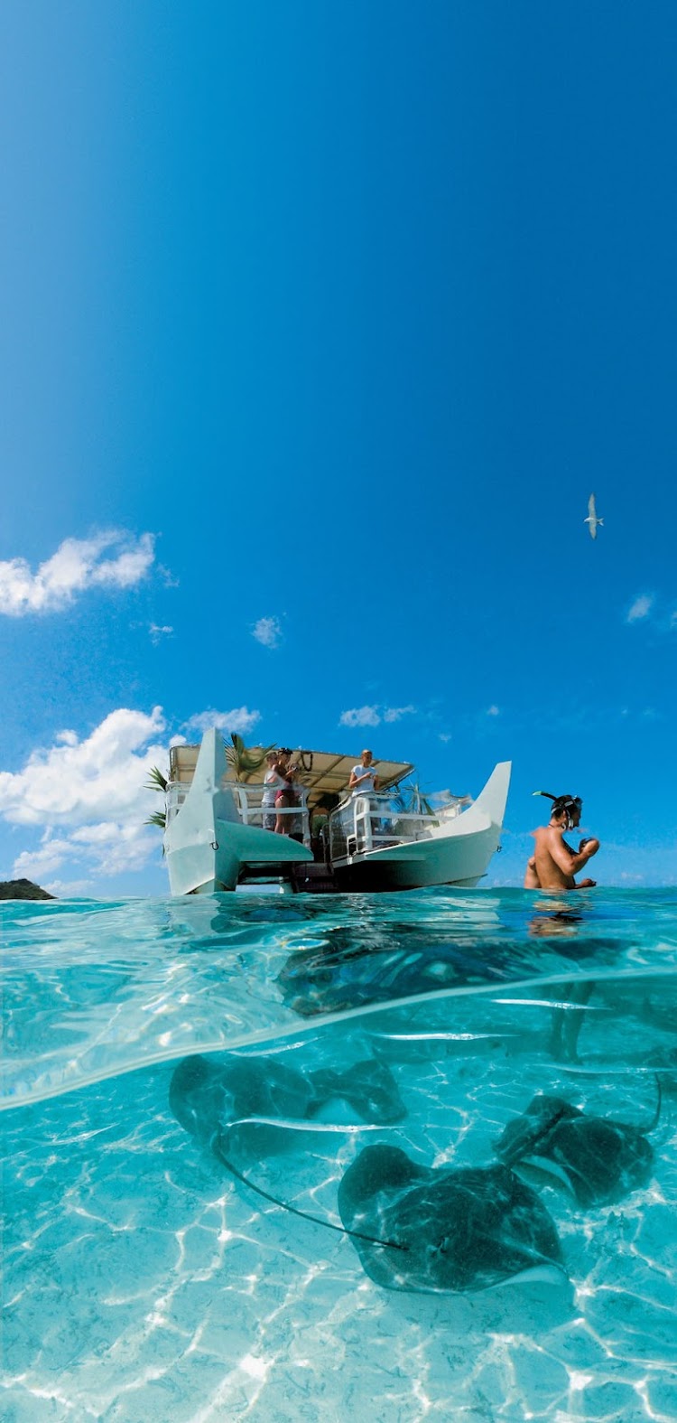 A ballet of sting rays in a Bora Bora lagoon during a Paul Gauguin cruise.