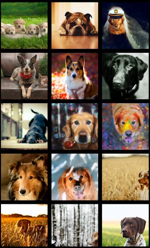 【免費攝影App】Beautiful Dog HD Wallpaper-APP點子