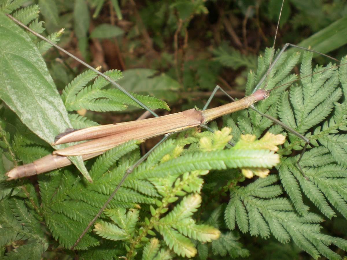 Green Wood pecker Stick insect