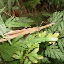 Green Wood pecker Stick insect